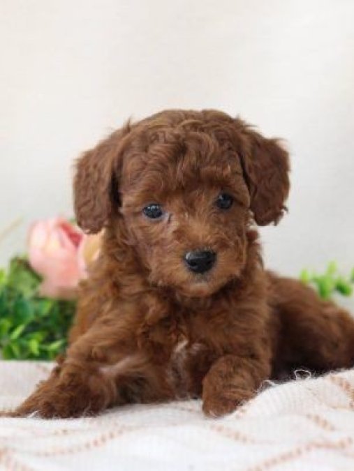 Mini boy puppy kıpkırmızı ev üretimi  TOOY POODLE