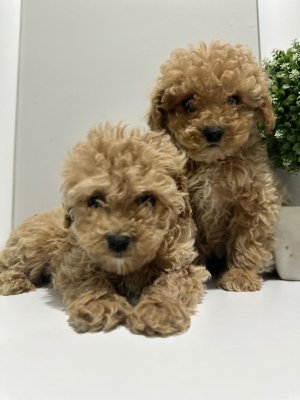 Tooy poodle cinsi yavrular DİŞİ erkek mevcuttur
