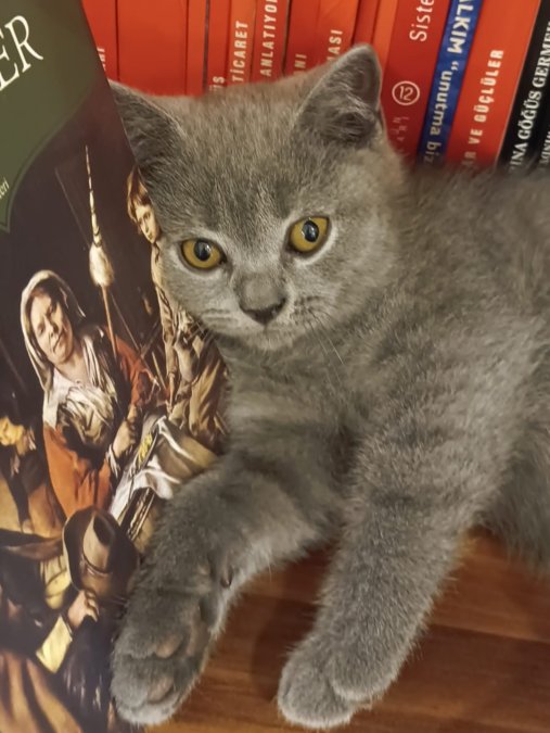 bu sevimli yavruya ömürlük yuva