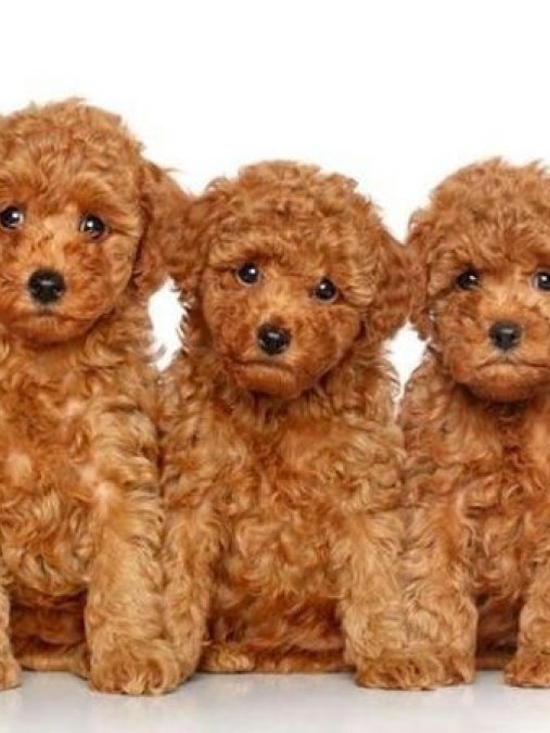 Mini boy puppy kıpkırmızı ev üretimi  TOOY POODLE