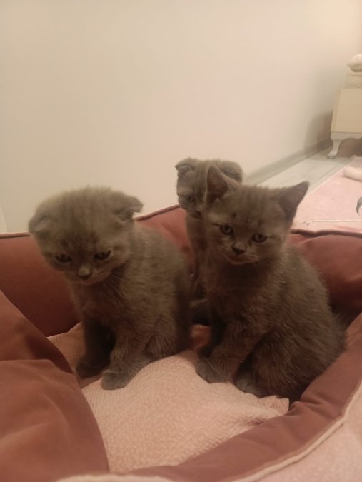 british ve scottish fold kediler