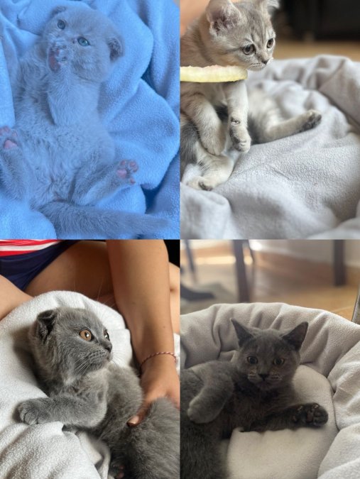 British ve scottish yavru