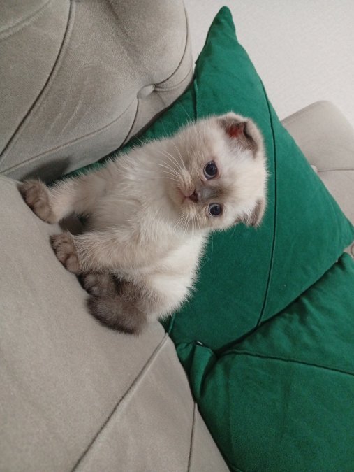 Scottish fold yavrular