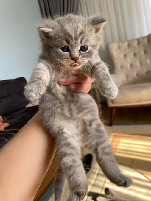 british shorthair 3 aylık DİŞİ