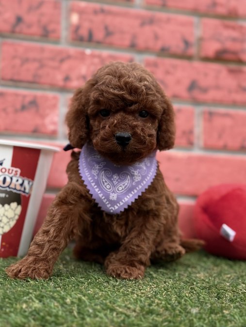 Toy Poodle En Minik Boy Safkan Yavrularımız