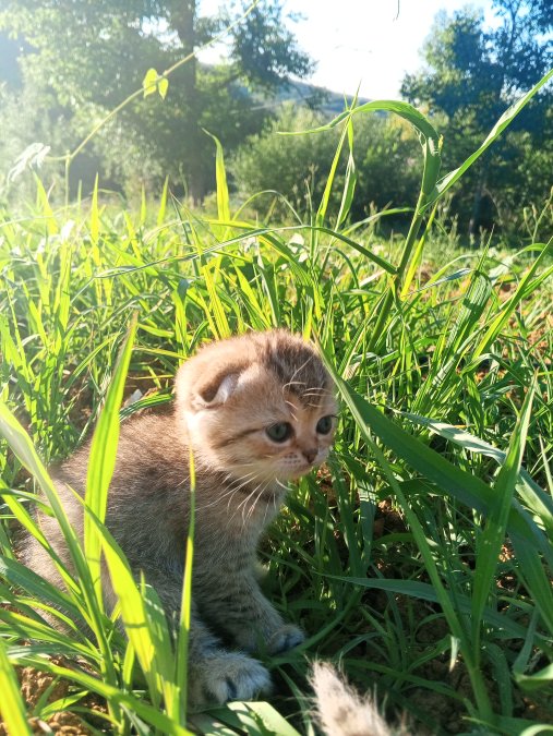 Scotish fold yavru kedi🐱
