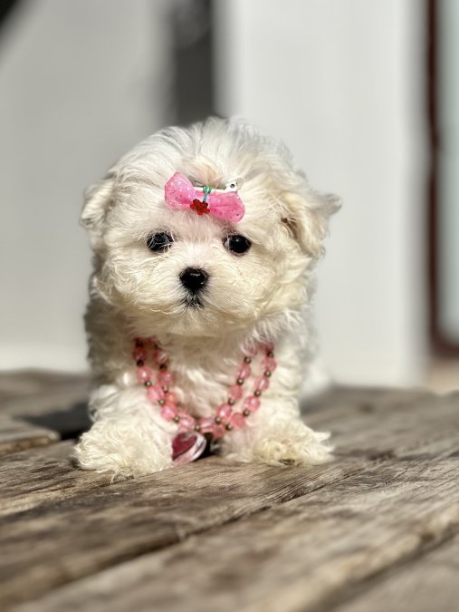 Maltese terrier teacup Kore yavrular