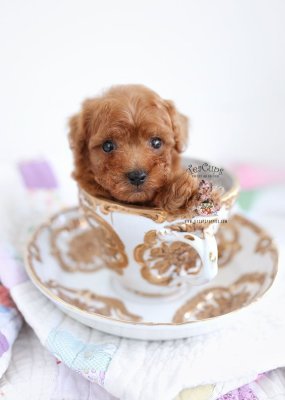 Mini boy puppy kıpkırmızı ev üretimi  TOOY POODLE