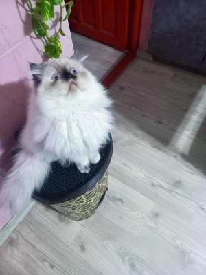 Minnoş pofuduk safkan iran persian  pamuk şeker  dişi bebeğim