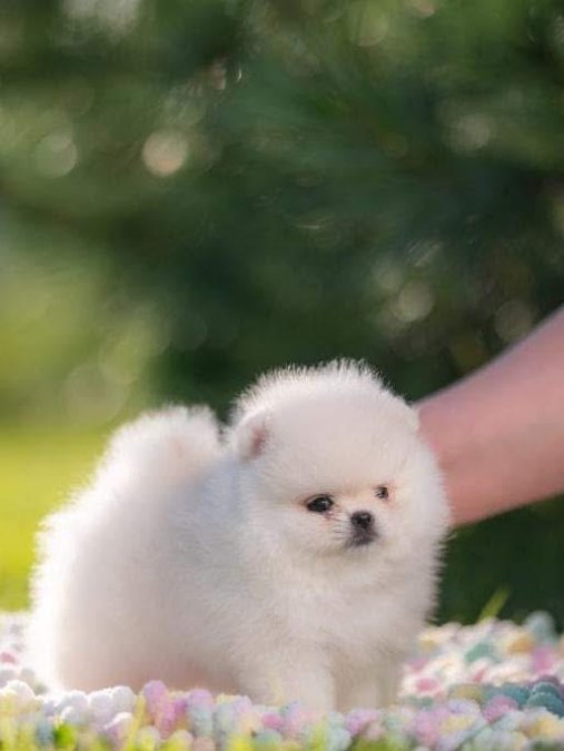 Boo Pomeranian Ayicik Surat Yavrularımız