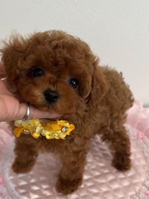 Mini boy puppy kıpkırmızı ev üretimi  TOOY POODLE