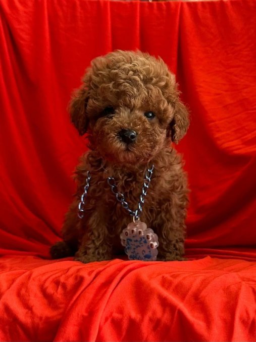 Safkan Toy Poodle Bebekler
