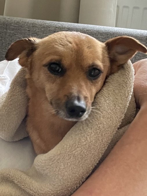 Ödüllü Kayıp Köpek! - ARNAVUTKÖY / İSTANBUL