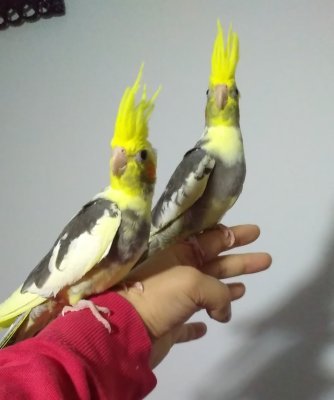 Yeni yeme düşen yavrular
