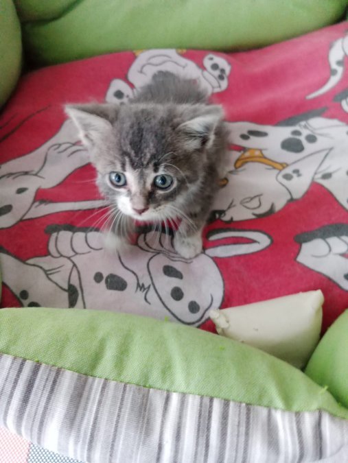Çok tatlı bu bebeğe acil kalıcı yuva aranıyor