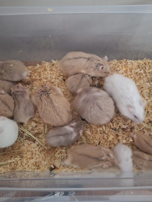 Ele Alışık, Sağlıklı Gonzales Hamster Yavruları – İzmir İçi