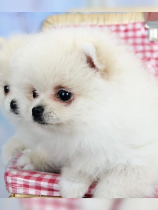 hassas akc kayitli süper oyuncu pomeranian yavrulari5