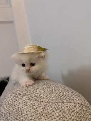 Evinizin yeni neseleri sahiplenmeyi bekliyo