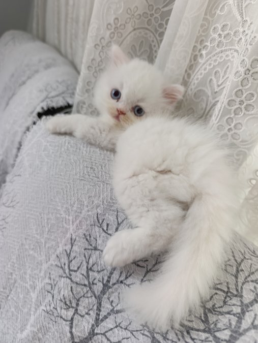 Irk garantili bebeklerim