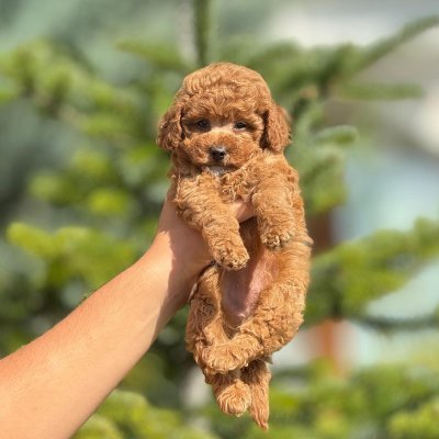 Mini boy puppy kıpkırmızı ev üretimi  TOOY POODLE