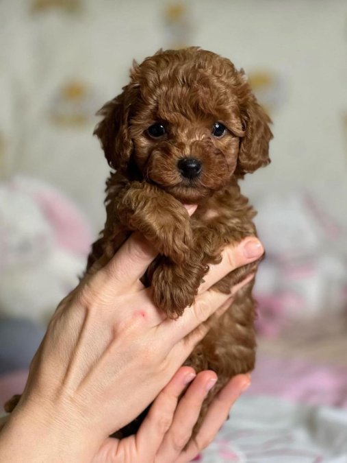 WC EĞİTİMLİ POODLE YAVRULAR
