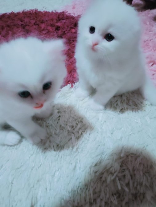 safkan british long hair scottish