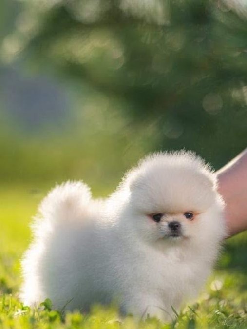 Pomeranian Boo Gerçek Ayi Surat Yavrularımız