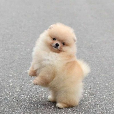AYI SURATLI EVCİLBEBEKLER MİNİ PUPPY BOY POMERRİAN BOO
