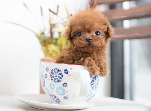 Tooy poodle cinsi yavrular DİŞİ erkek mevcuttur