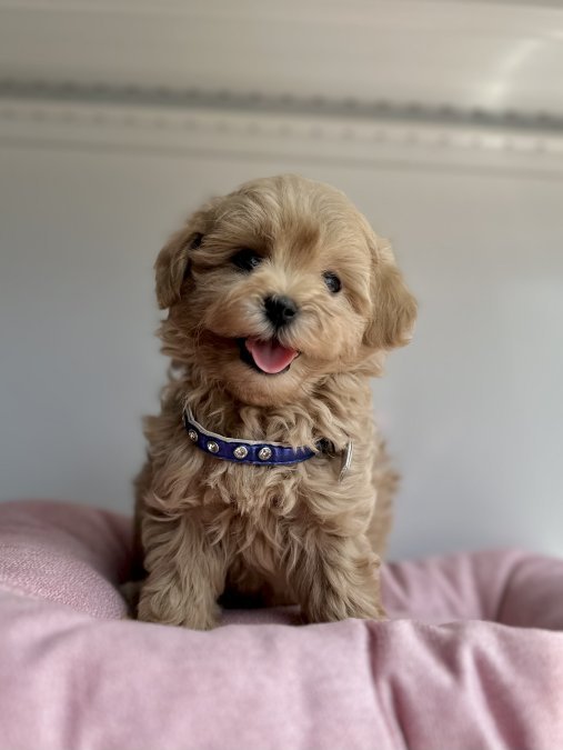 Maltipoo teacup yavrular