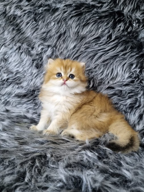 Organik Güzellikler British Longhair