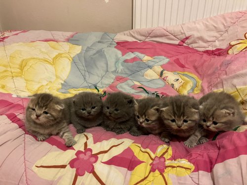 SEVİMLİ OYUNCU TATLI KEDİLER SEVGİYLE BÜYÜDÜLER AKILLI BEBEKLER