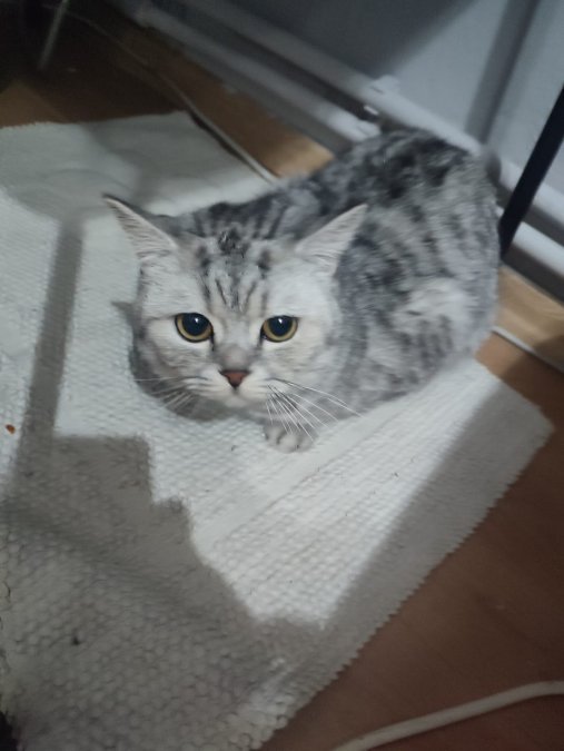 :British Shorthair 10 aylık