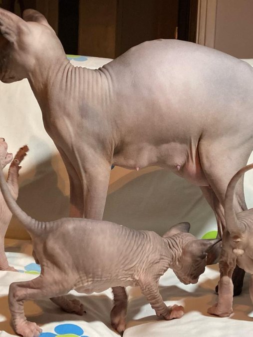 ANNE ALTINDA SAFKAN SPHYNX YAVRULARI