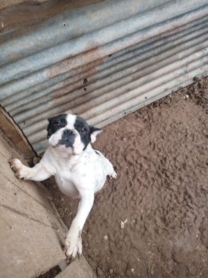 French buldog