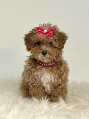 Mini boy puppy kıpkırmızı ev üretimi  TOOY POODLE
