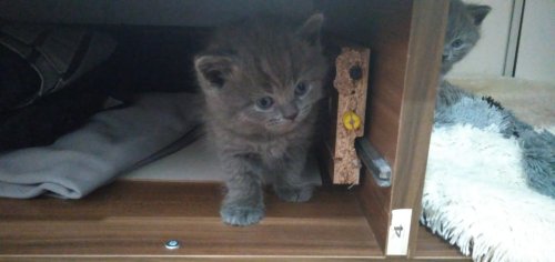 Eviniz için uygun oyuncu kedi