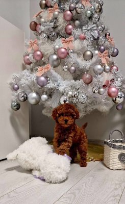 Toy Poodle Kore Safkan Yavrularımız