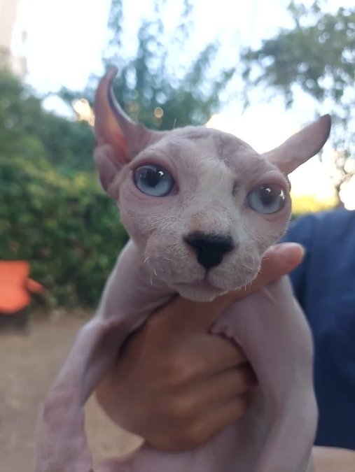 ANNE ALTINDA SAFKAN ELF KULAKLI ERKEK SPHYNX YAVRUSU