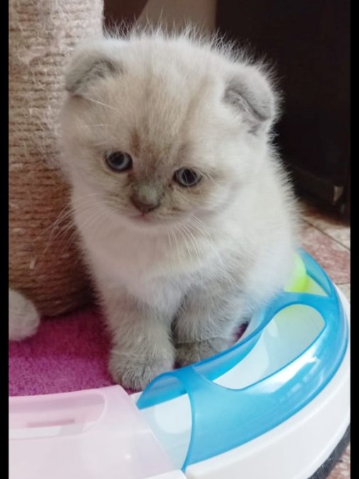 Scotish Fold Safkan yavrularımız