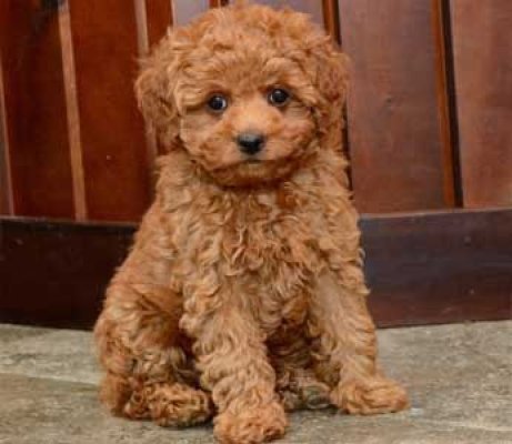 Tooy poodle cinsi yavrular DİŞİ erkek mevcuttur