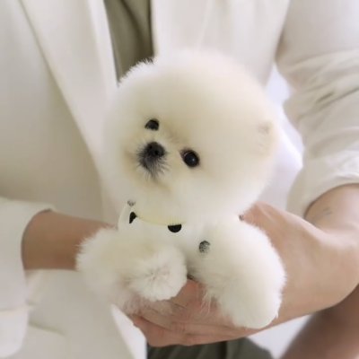 Safkan Mini Pomeranian Boo Teddy Bear Yavrular – Aşılı