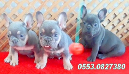 LİLAC TAN QUAD ve BLUE QUAD ÜST SEVİYE YAVRULAR İZMİR