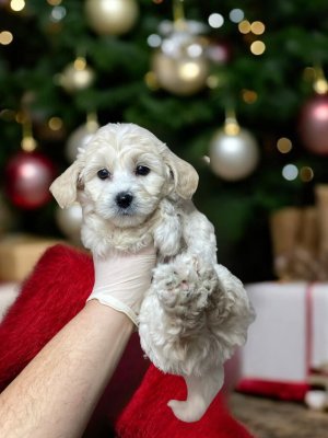 Maltesse Terri̇er Yavru Köpekler