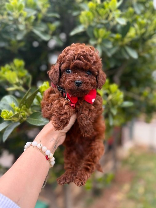 Safkan Toy Poodle Yavrularımız
