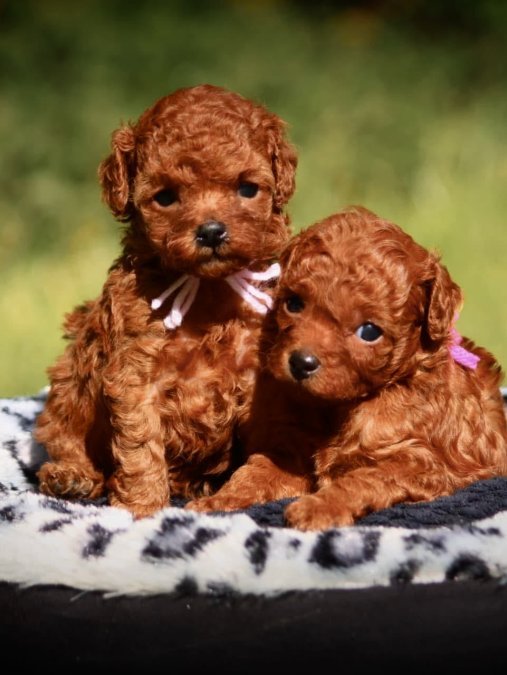Toy Poodle Red Brown Yavrularımız