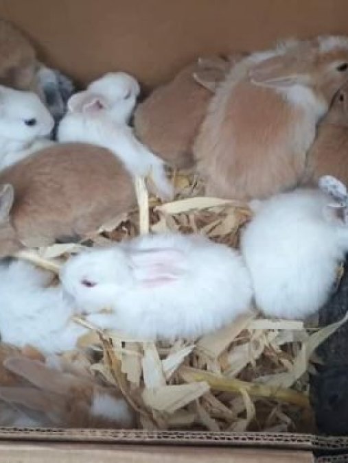 Sevimli Yavru tavşanlar Yeni yuvalarını arıyor