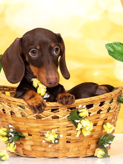 Son dönemin favorisi dachshund sosis köpek yavrularımız