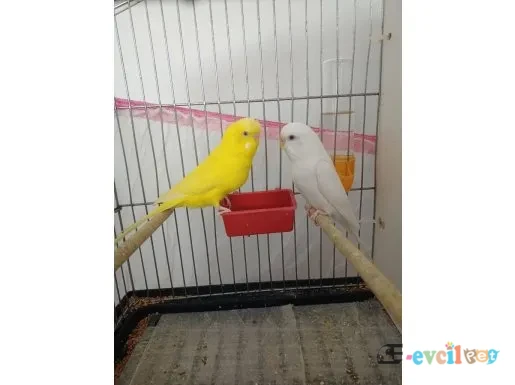 Albino ve lutino cinsi muhabbet takım - ELBİSTAN / KAHRAMANMARAŞ