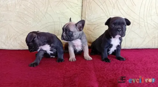 Çok tatlı Fransız Bulldog yavruları - SEYHAN / ADANA